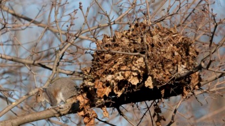 Squireel drey