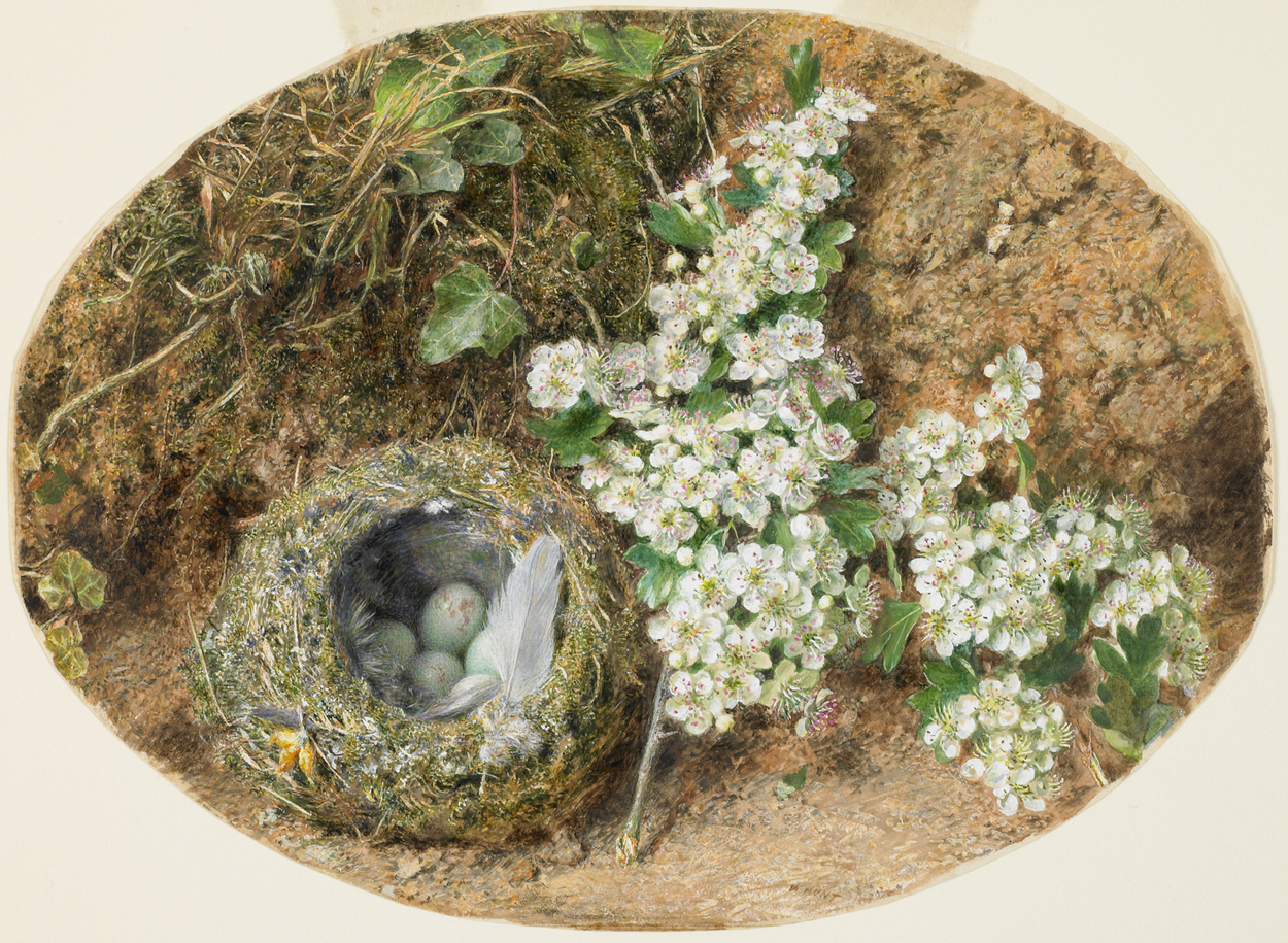 Birds nest and Hawthorn William Henry Hunt