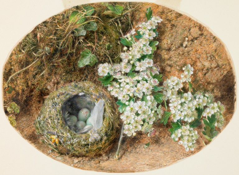 Birds nest and Hawthorn William Henry Hunt