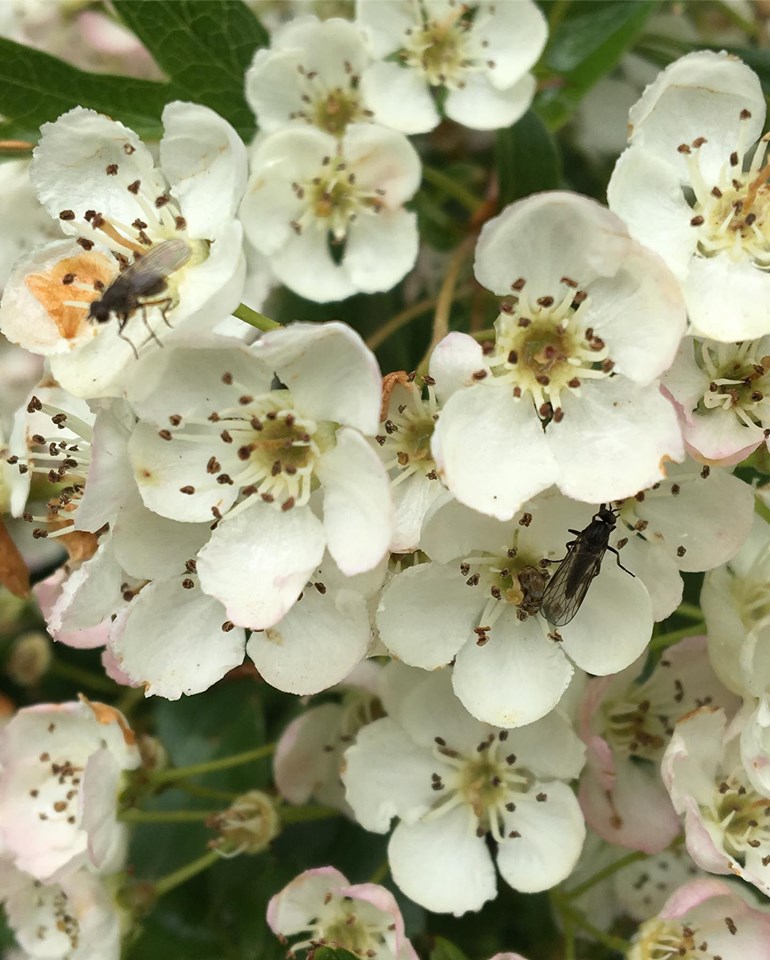 Hawthorn blossoms and insects Whitworth Park