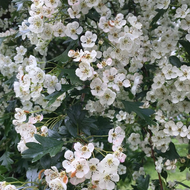 Hawthorn blossoms