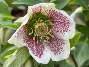 Hellebore: The History of a Toxic Medicinal ‘Remedy’ – A Place Between ...